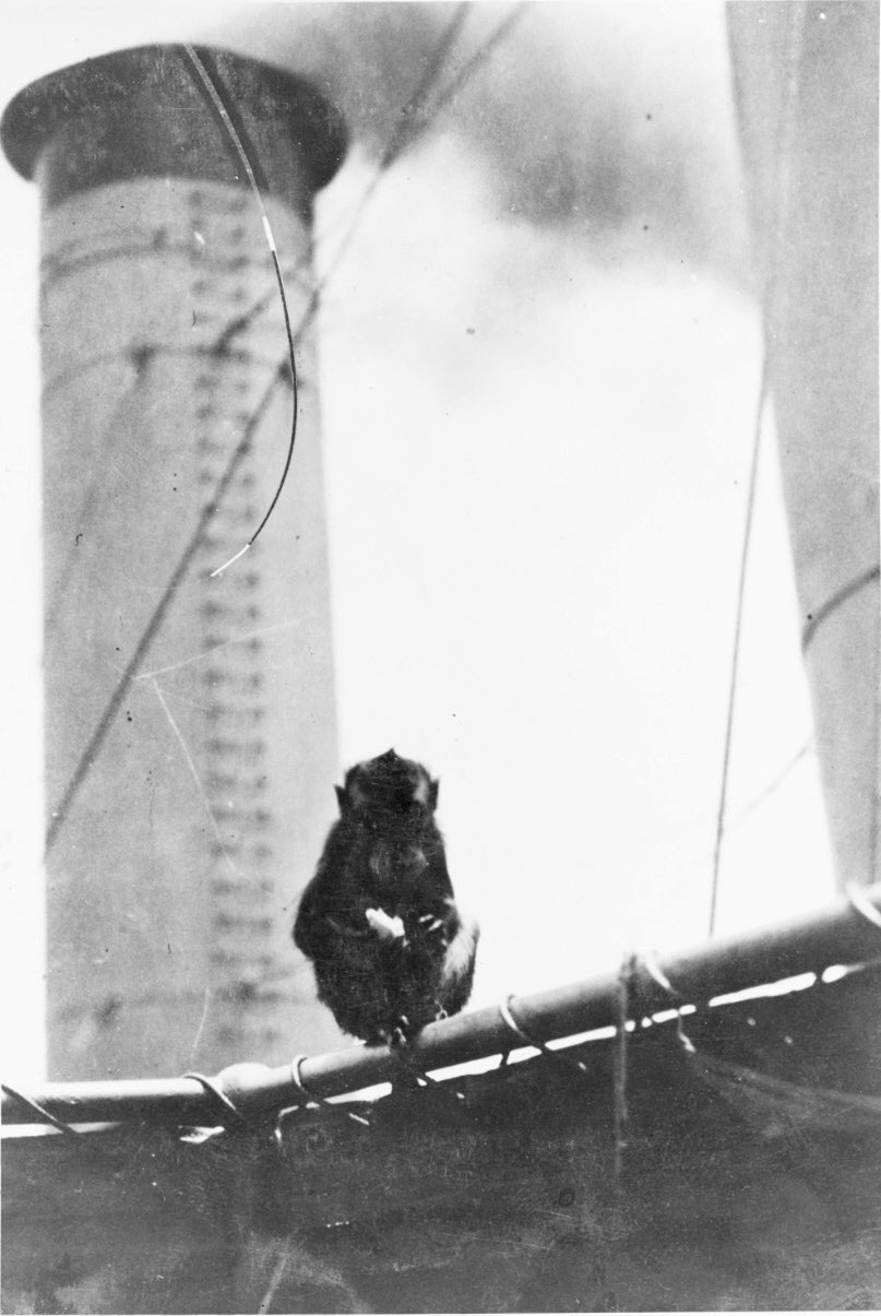 Loui the Monkey on USS Cincinnati (C-7), 1912 