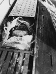Damaged Torpedo in deck storage, U-505